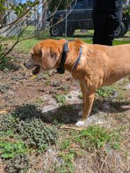Reunited Female Dog last seen Hunan St Ne, Palm Bay, FL 32907