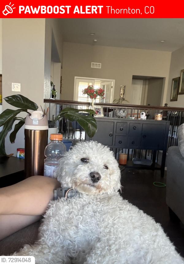 Lost Male Dog last seen 88th and York, Thornton, CO 80229