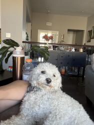 Lost Male Dog last seen 88th and York, Thornton, CO 80229