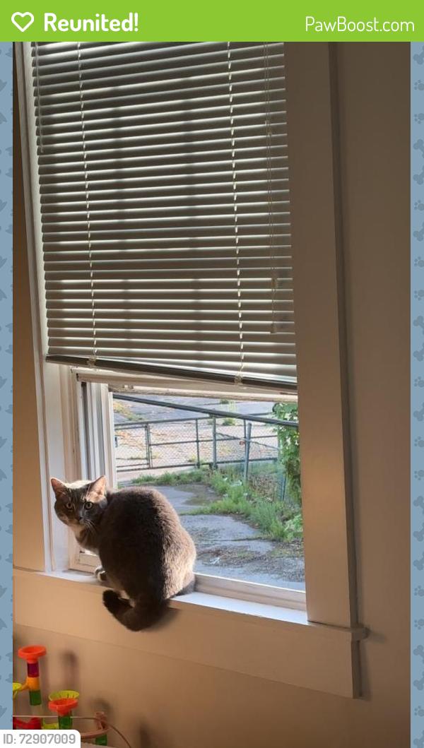 Reunited Unknown Cat last seen South Main St, Griswold, CT 06351
