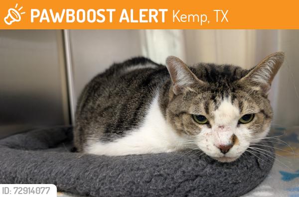 Found/Stray Female Cat last seen HWY 274 by Paradise Bay Subdivision, Kemp, TX 75143