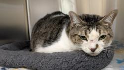 Found/Stray Female Cat last seen HWY 274 by Paradise Bay Subdivision, Kemp, TX 75143
