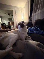 Reunited Male Dog last seen Kelly miller middle school, Washington, DC 20019