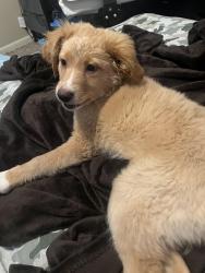 Lost Female Dog last seen Near 12th st s , Birmingham, AL 35205