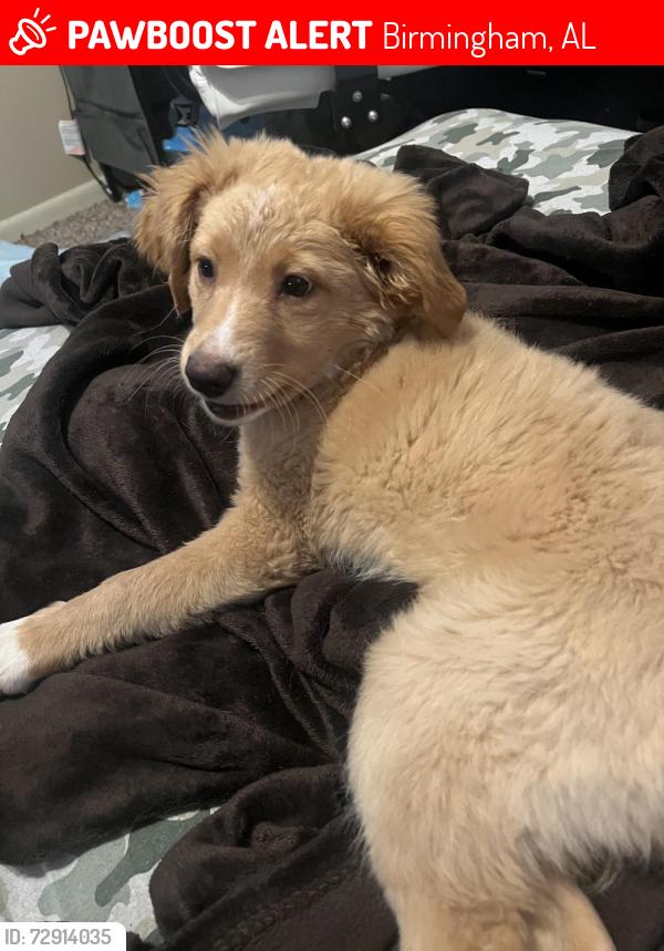 Lost Female Dog last seen Near 12th st s , Birmingham, AL 35205
