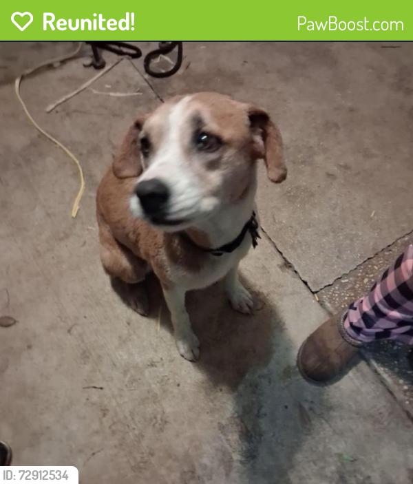 Reunited Female Dog last seen FM 463, Devine, TX 78016