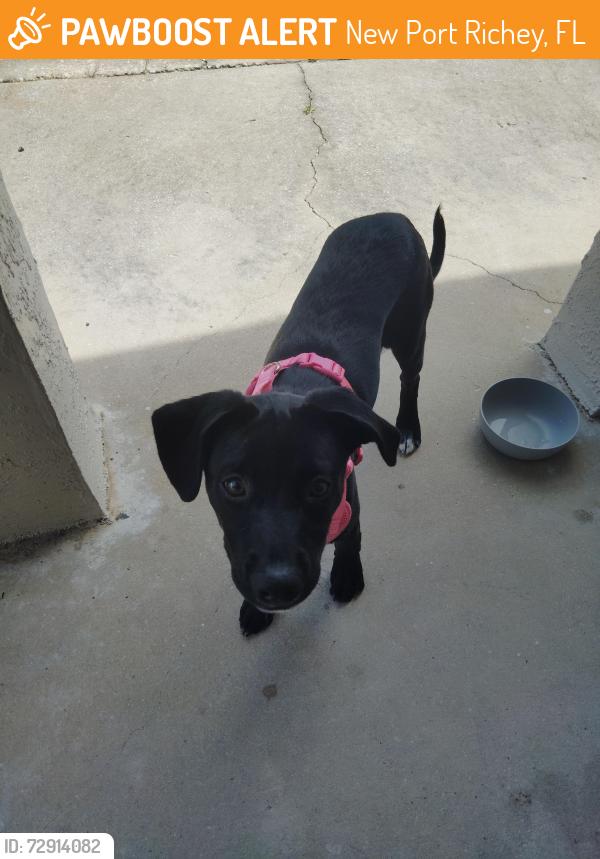 Found/Stray Female Dog last seen Langston and Waterford , New Port Richey, FL 34653