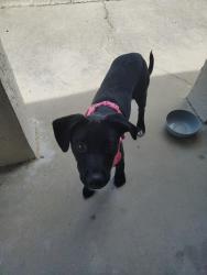 Found/Stray Female Dog last seen Langston and Waterford , New Port Richey, FL 34653