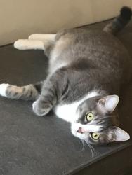 Reunited Female Cat last seen 26th Ave SW & Gennessee; Delridge Playfield; West Seattle Golf Course, Seattle, WA 98106