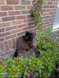 Reunited Male Cat last seen 37th and Bryant ave s Minneapolis , Minneapolis, MN 55409