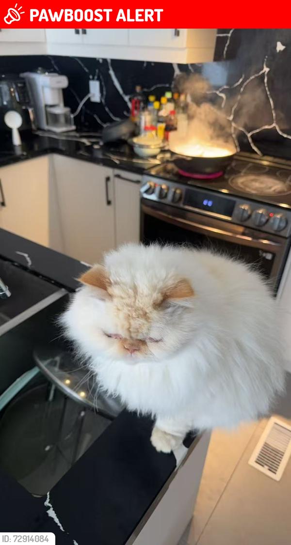 Lost Male Cat last seen Kennedy rd and Bloomington, Whitchurch-Stouffville, ON L4A 4B4
