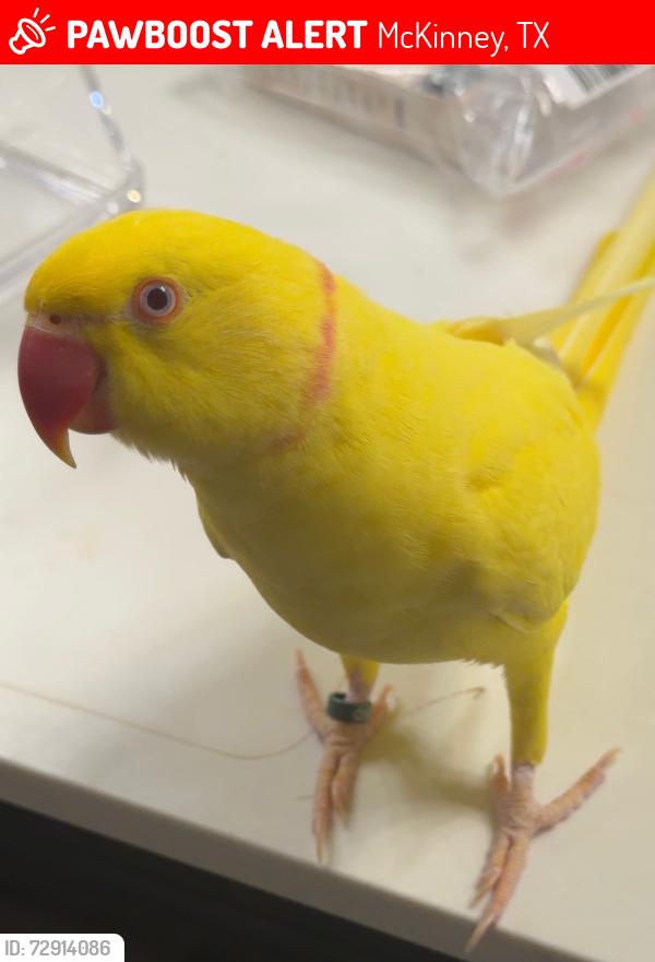 Lost Male Bird last seen Grove at Craig ranch community, McKinney, TX 75070
