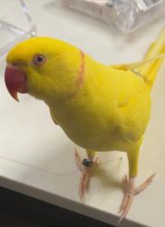 Lost Male Bird last seen Grove at Craig ranch community, McKinney, TX 75070