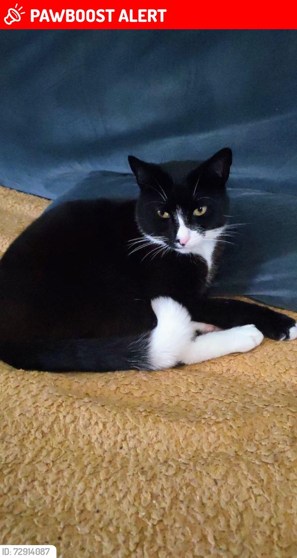 Lost Male Cat last seen DCLT Training Academy, new rossington, New Rossington, England 