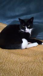 Lost Male Cat last seen DCLT Training Academy, new rossington, New Rossington, England 