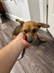 Found/Stray Male Dog last seen TruNorth at Bulverde apmts, San Antonio, TX 78259