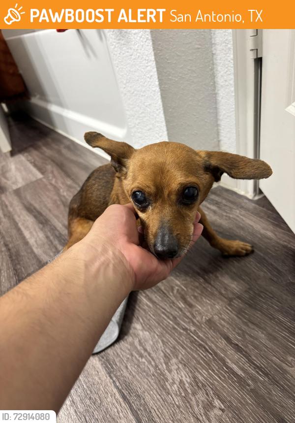 Found/Stray Male Dog last seen TruNorth at Bulverde apmts, San Antonio, TX 78259