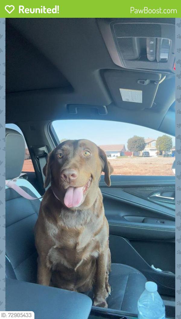 Reunited Female Dog last seen 13th St, Bloomington, CA 92316
