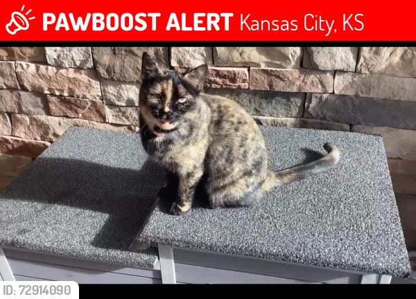 Lost Female Cat last seen Near parkview avenue , Kansas City, KS 66109