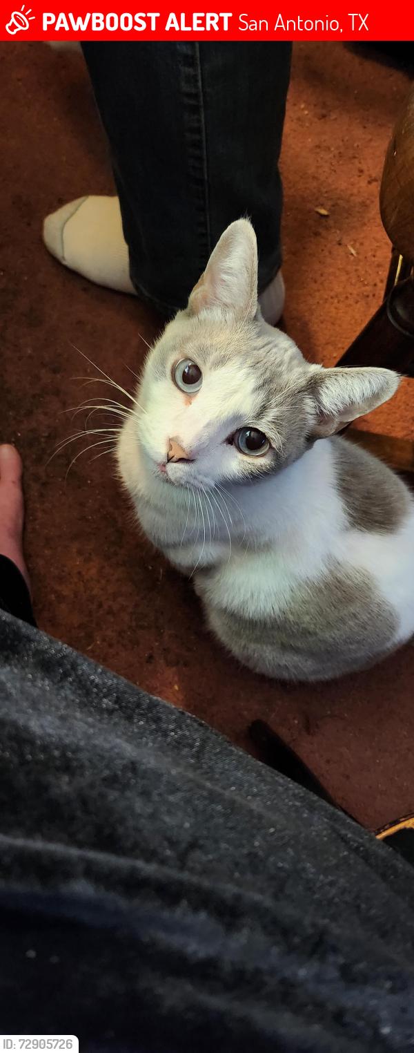 Lost Male Cat last seen Corner of Desilu and Bogart, San Antonio, TX 78240