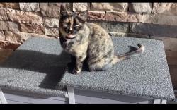 Lost Female Cat last seen Near parkview avenue , Kansas City, KS 66109