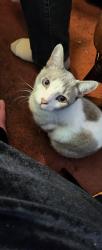 Lost Male Cat last seen Corner of Desilu and Bogart, San Antonio, TX 78240