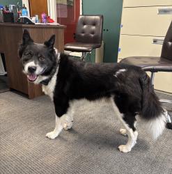 Found/Stray Unknown Dog last seen Near Red Rock Way, San Francisco, CA 94131