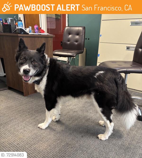 Found/Stray Unknown Dog last seen Near Red Rock Way, San Francisco, CA 94131