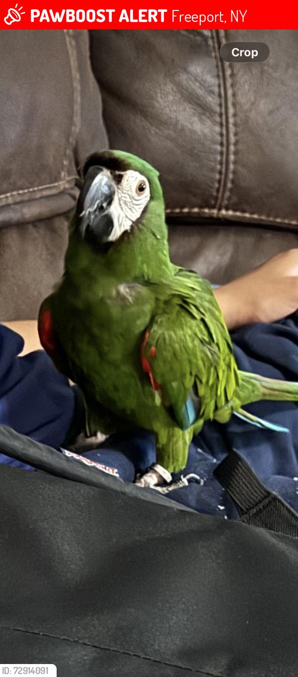 Lost Male Bird last seen Field across from Target/Marshall’s Shopping Center , Freeport, NY 11520