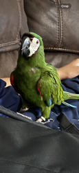 Lost Male Bird last seen Field across from Target/Marshall’s Shopping Center , Freeport, NY 11520