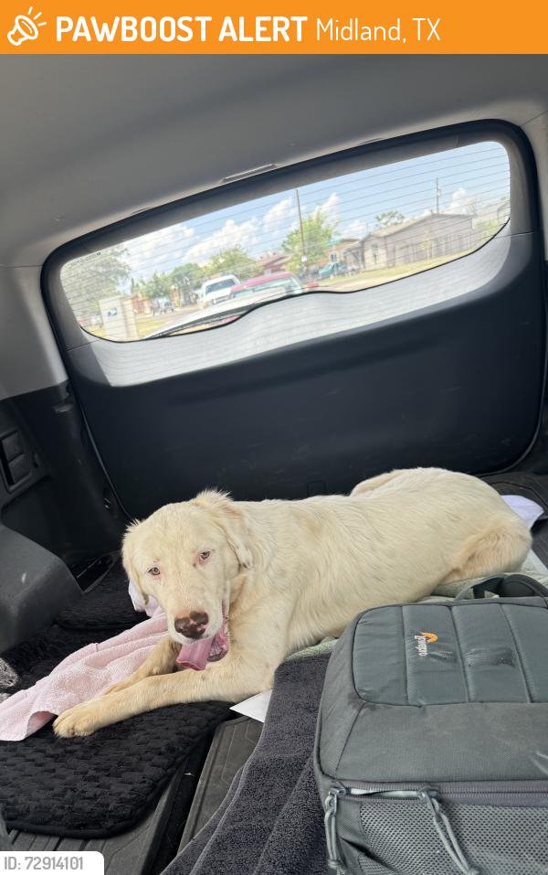 Found/Stray Unknown Dog last seen Howard near Thomason , Midland, TX 79703