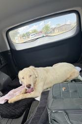 Found/Stray Unknown Dog last seen Howard near Thomason , Midland, TX 79703