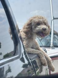 Reunited Female Dog last seen Near Tilman Farms intersection of 437 and 438 in Princeton tx, Collin County, TX 75407