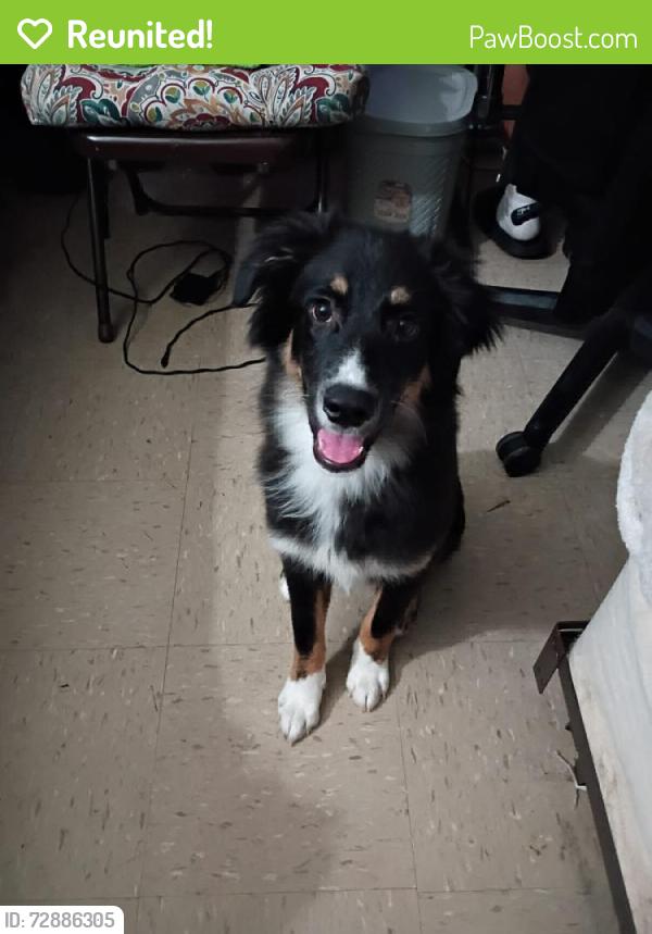 Reunited Male Dog last seen Metcalf Ave, The Bronx, NY 10473