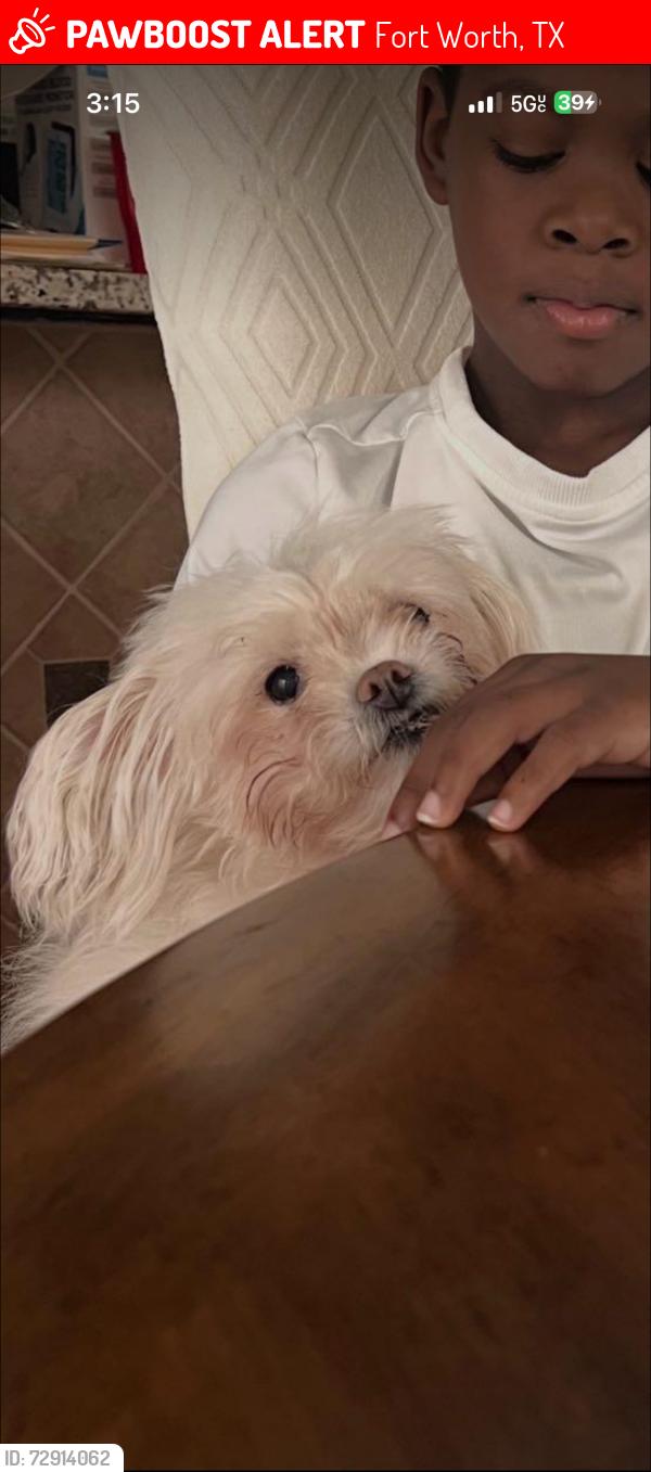 Lost Female Dog last seen Creekside park , Fort Worth, TX 76123