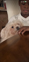 Lost Female Dog last seen Creekside park , Fort Worth, TX 76123