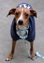 Lost Female Dog last seen Union Church Toad, Bridgeville, DE 19933