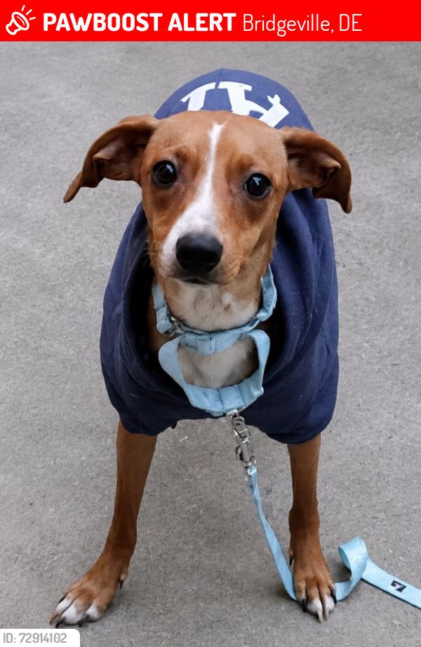 Lost Female Dog last seen Union Church Toad, Bridgeville, DE 19933