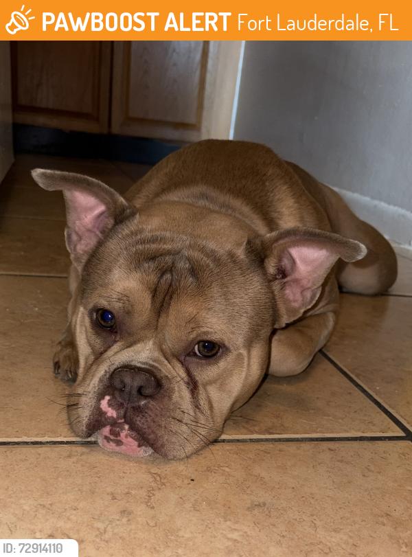Found/Stray Male Dog last seen Dixie and 13th, Fort Lauderdale, FL 33304