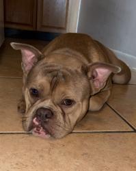 Found/Stray Male Dog last seen Dixie and 13th, Fort Lauderdale, FL 33304