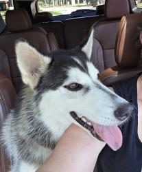 Reunited Male Dog last seen Walters & 1960, Houston, TX 77068