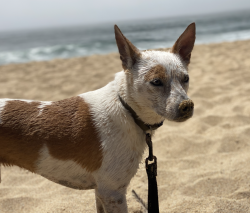 Lost Female Dog last seen Fortuna, Fortuna, CA 95540