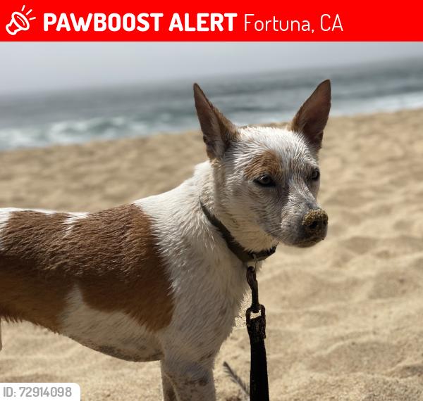 Lost Female Dog last seen Fortuna, Fortuna, CA 95540