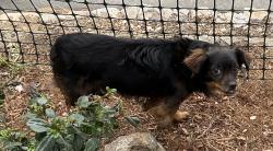 Reunited Unknown Dog last seen King drive & Shevlin El Cerrito CA, El Cerrito, CA 94530