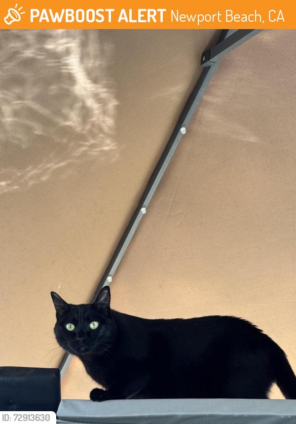 Found/Stray Unknown Cat last seen Linda, Newport Beach, CA 92660