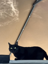 Found/Stray Unknown Cat last seen Linda, Newport Beach, CA 92660
