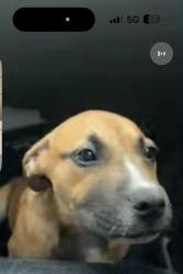 Found/Stray Unknown Dog last seen Porkys Backyard off atascocita road , Humble, TX 77346