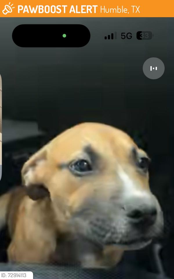 Found/Stray Unknown Dog last seen Porkys Backyard off atascocita road , Humble, TX 77346
