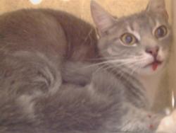 Shelter Stray Female Cat last seen JUANITA LN/LANSING WAY, 95825, Sacramento, CA 95827
