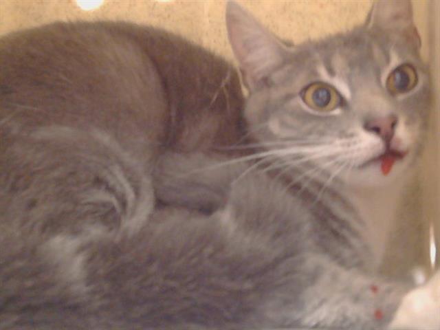 Shelter Stray Female Cat last seen JUANITA LN/LANSING WAY, 95825, Sacramento, CA 95827